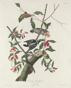 霜霉病啄木鸟，1831年 作者 约翰·詹姆斯·奥杜邦